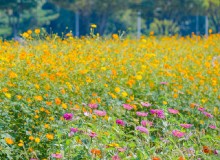 走進(jìn)“園藝療法”，讓植物治愈你的心靈