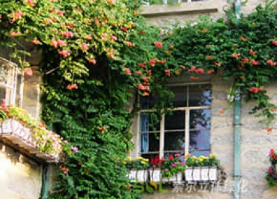 窗臺美化解決方案